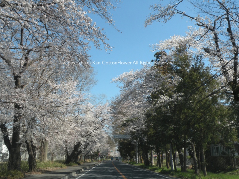 鶴ヶ島の桜並木