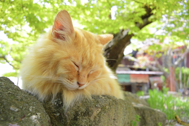 鶴ヶ島ページ猫